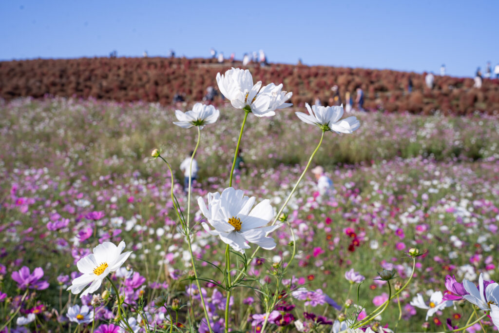 四季の花が彩る旅