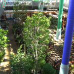 #13 人々の心を育む植木の里