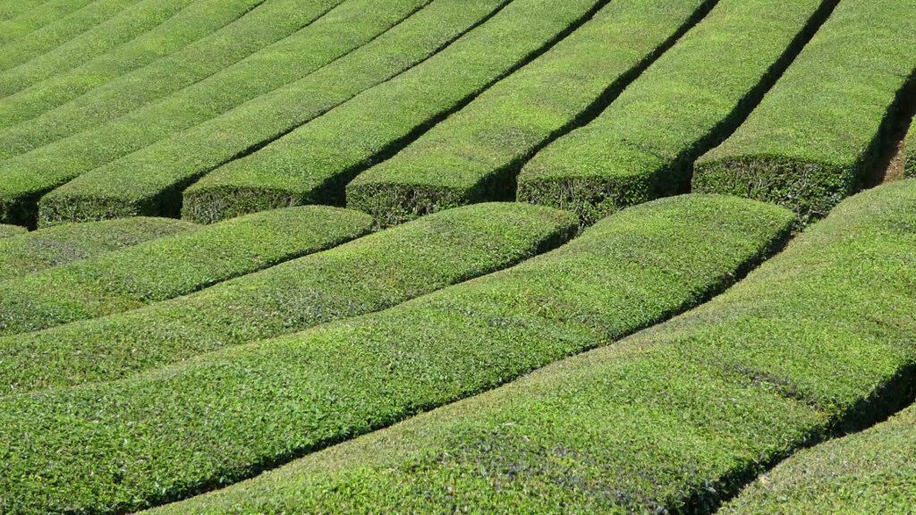 #28 茶畑とともに