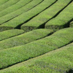 #28 茶畑とともに
