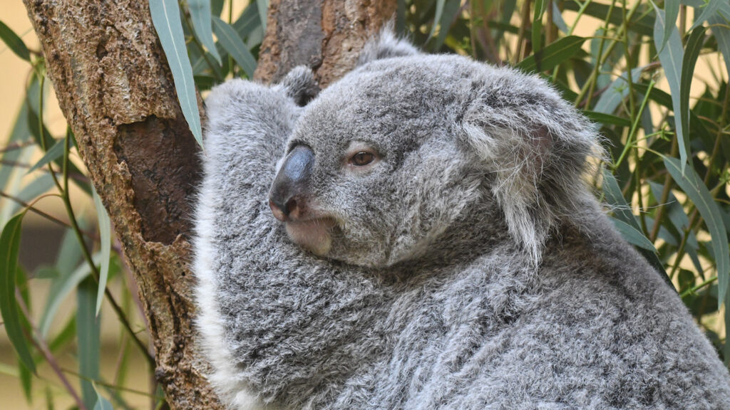 #10 市民の森に囲まれた希少動物たちとのひととき