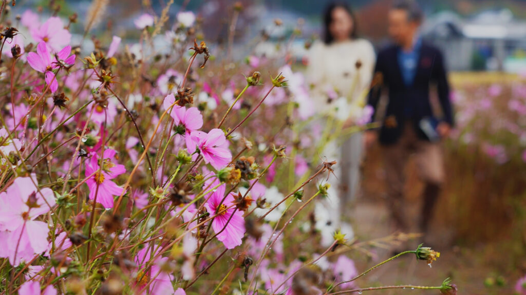 #59 史跡とコスモス&イタリアン