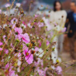 #59 史跡とコスモス＆イタリアン